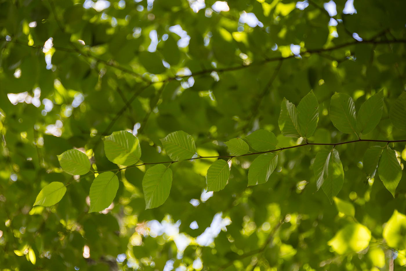 Изображение особи Betula lenta.