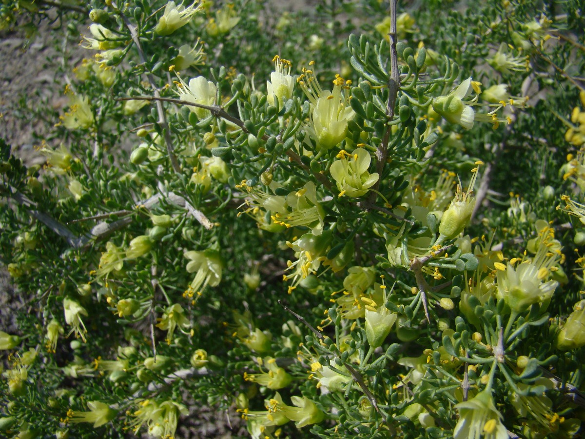 Image of Zygophyllum ferganense specimen.