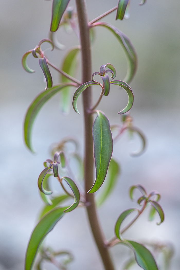 Image of Antirrhinum majus specimen.