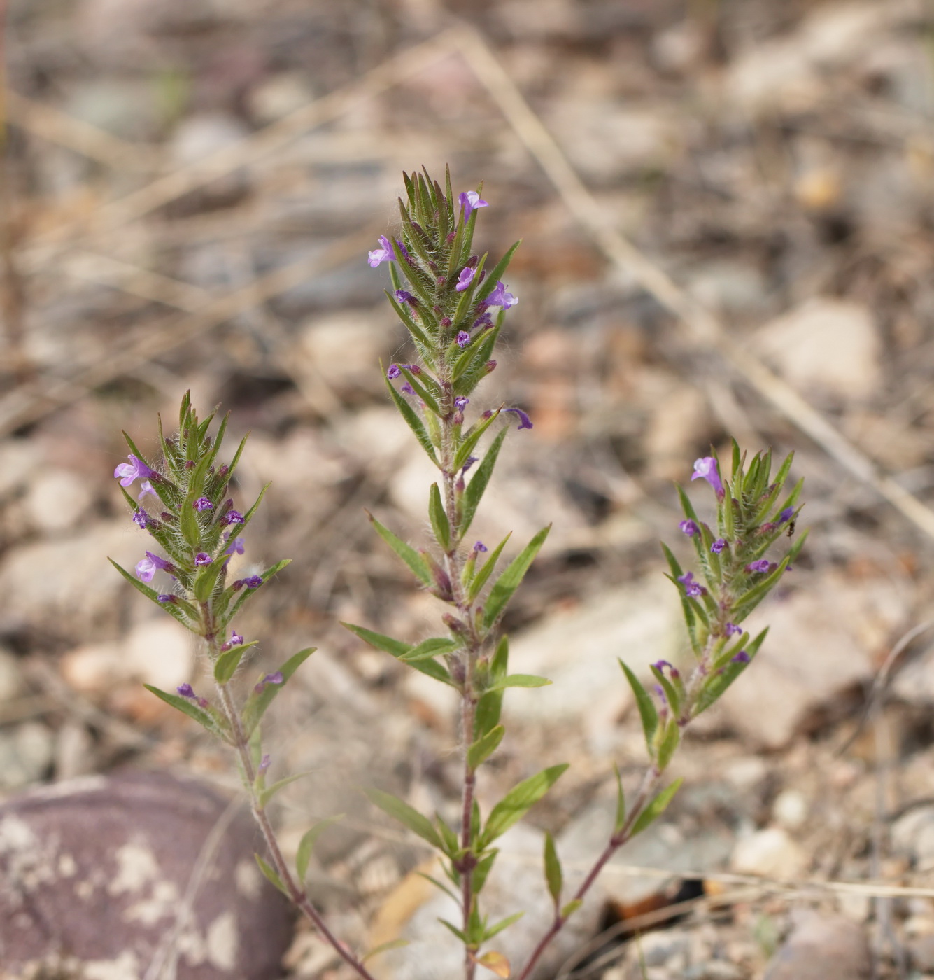 Image of Ziziphora tenuior specimen.