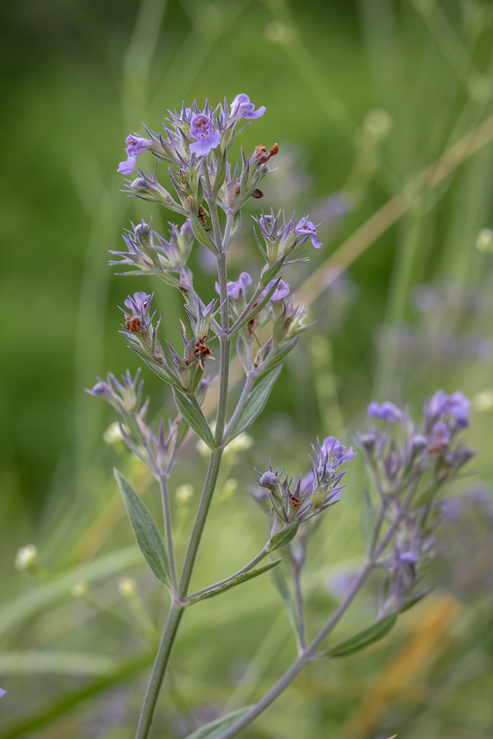 Изображение особи Nepeta parviflora.