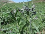 Cynoglossum officinale