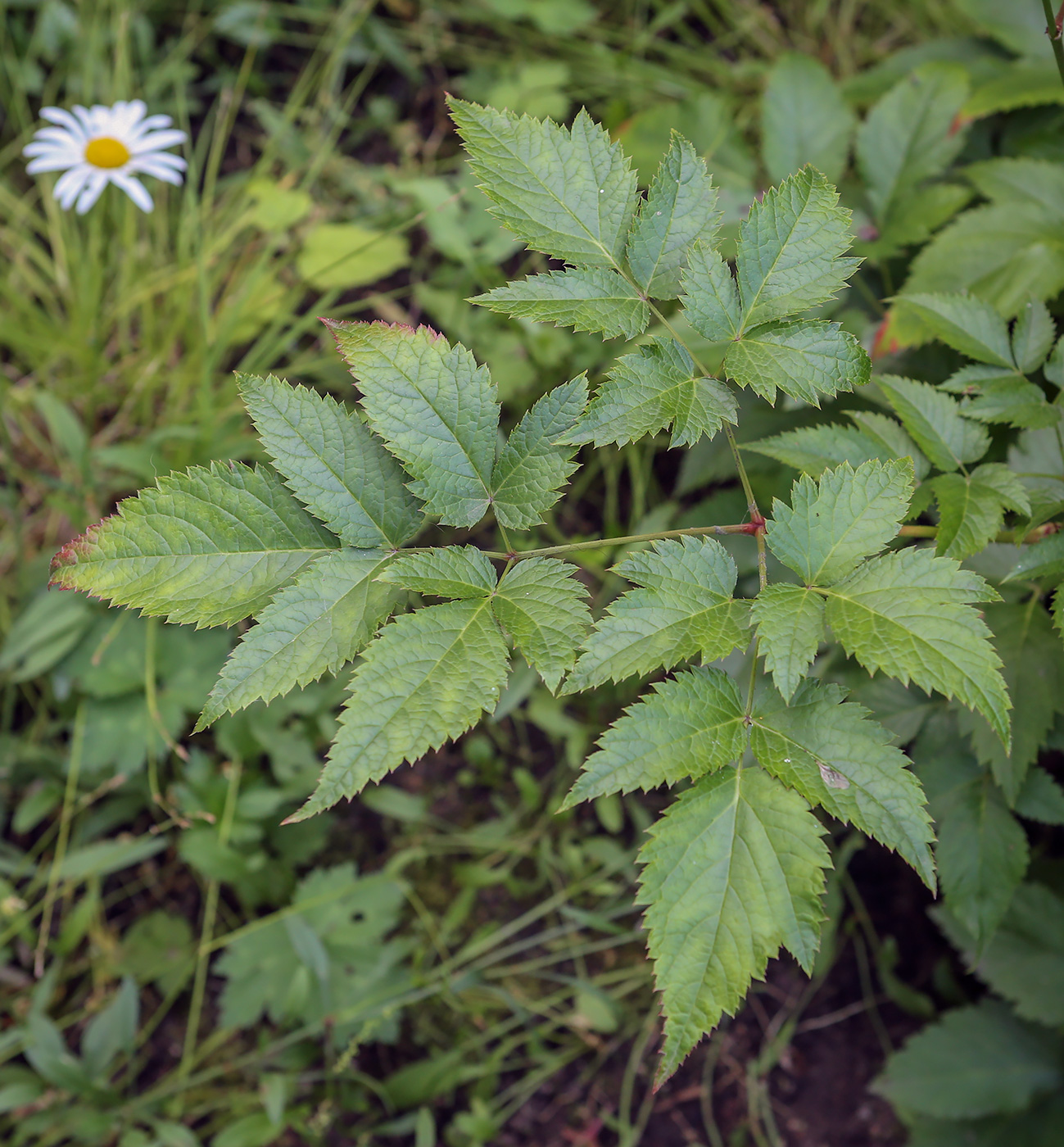 Image of genus Astilbe specimen.