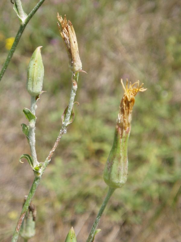 Изображение особи Tragopogon ucrainicus.