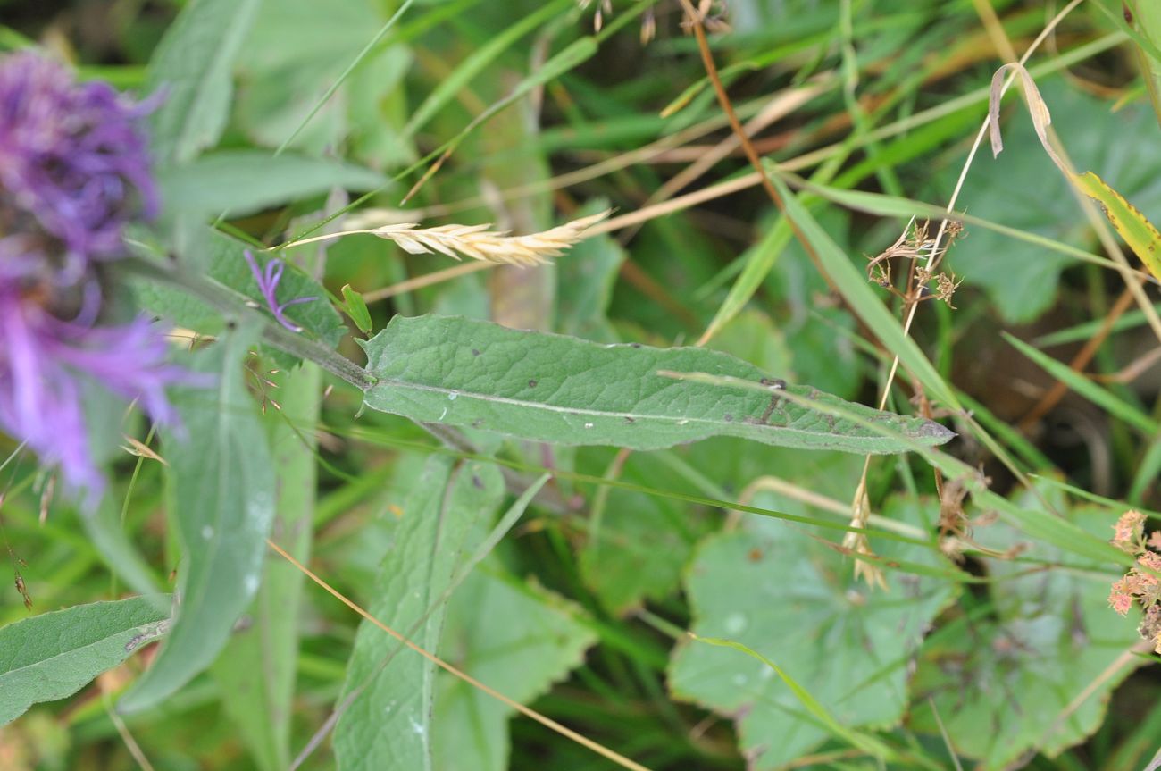 Image of Centaurea salicifolia specimen.