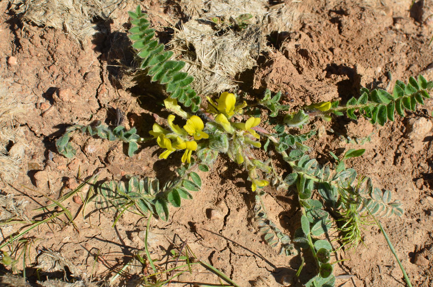 Изображение особи Astragalus anisomerus.