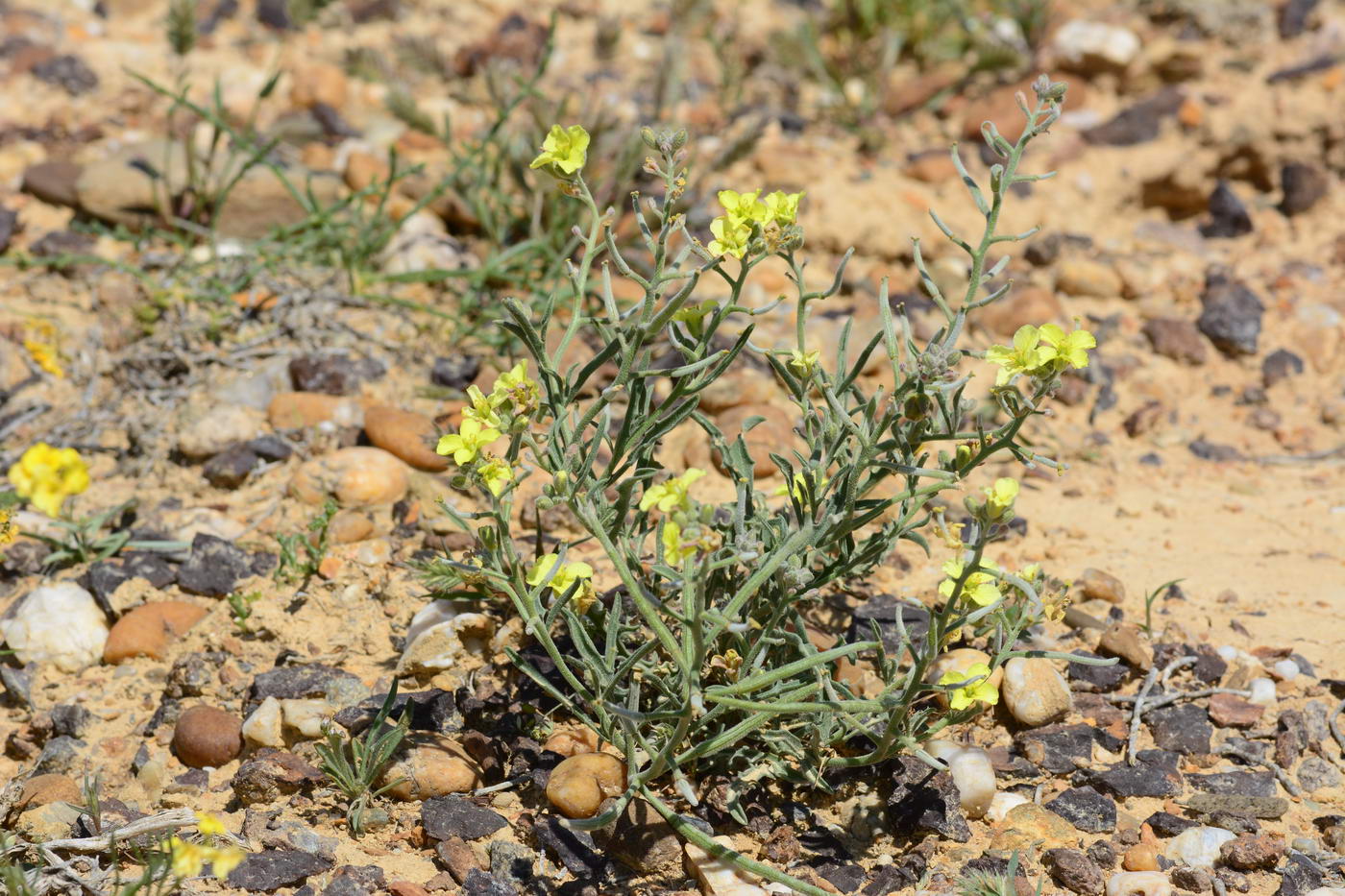 Image of Sterigmostemum caspicum specimen.