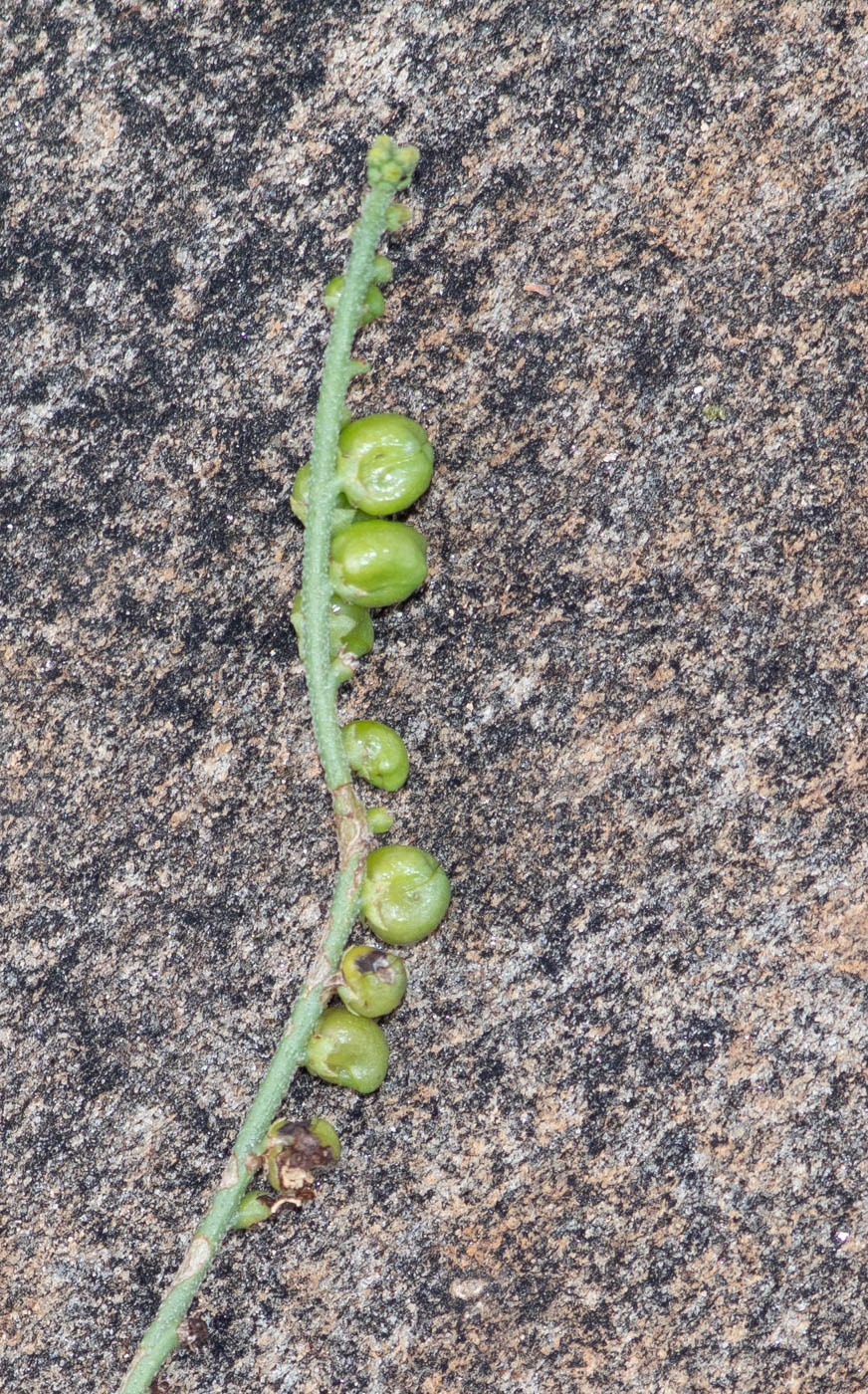 Image of Heliotropium ciliatum specimen.