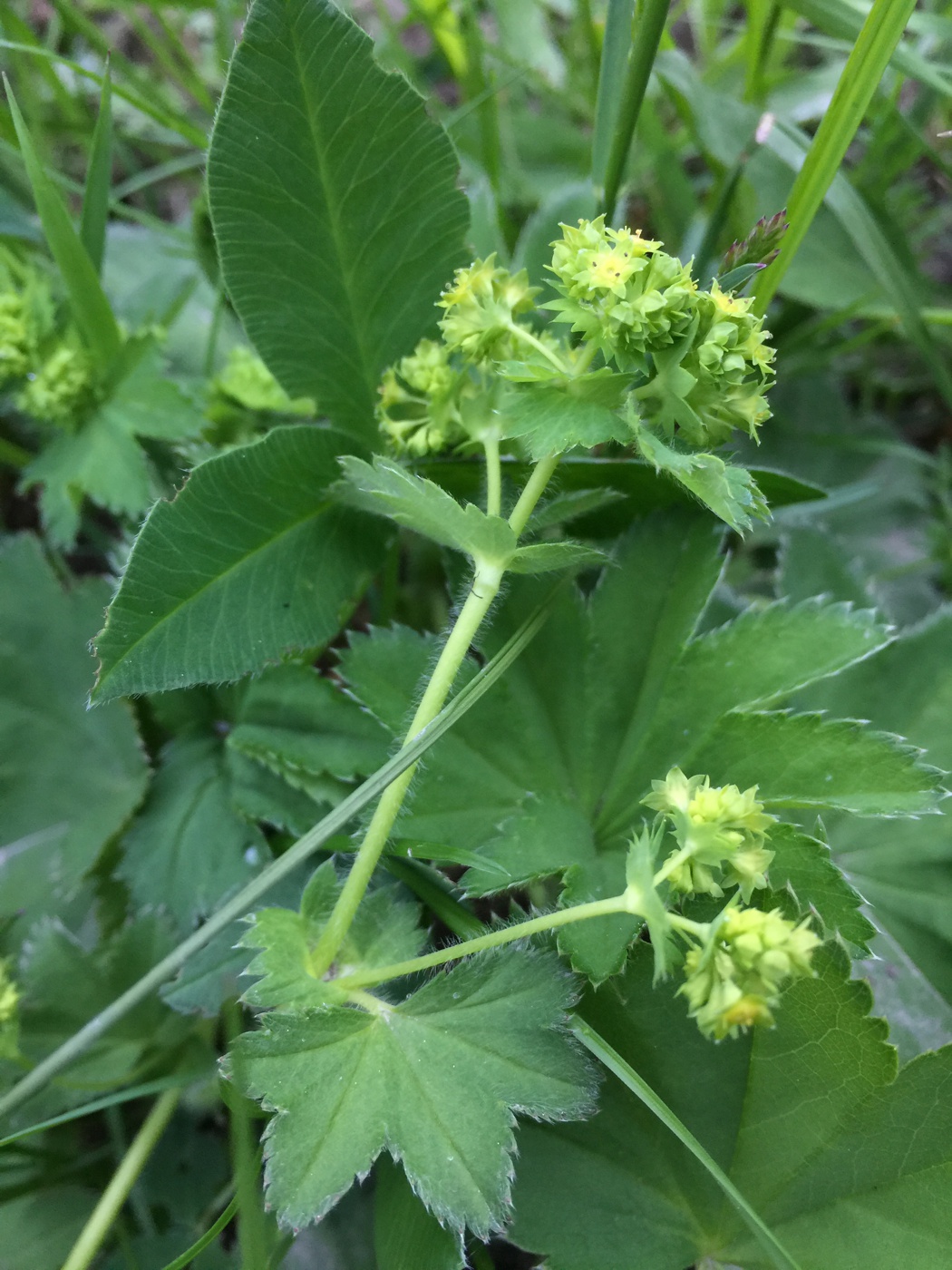 Image of genus Alchemilla specimen.