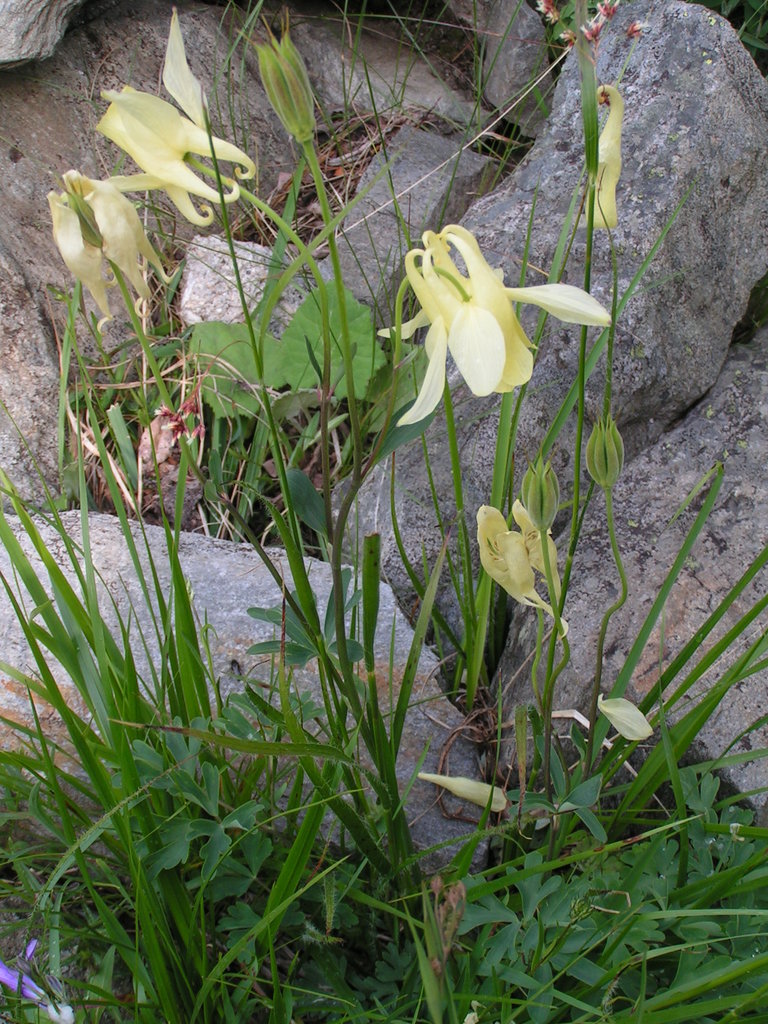 Image of Aquilegia aurea specimen.