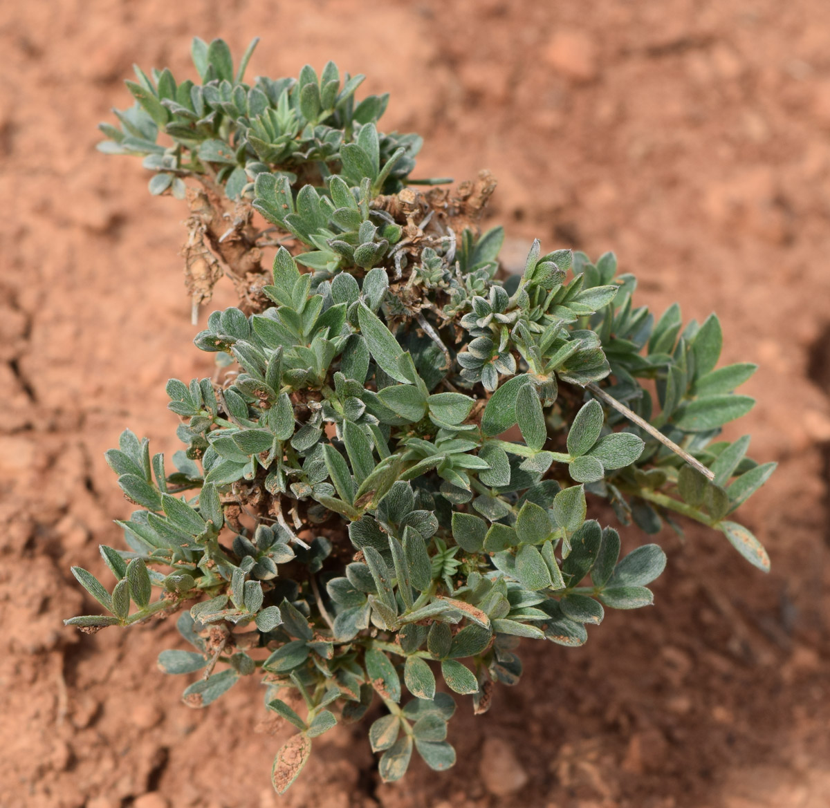 Изображение особи Astragalus schrenkianus.