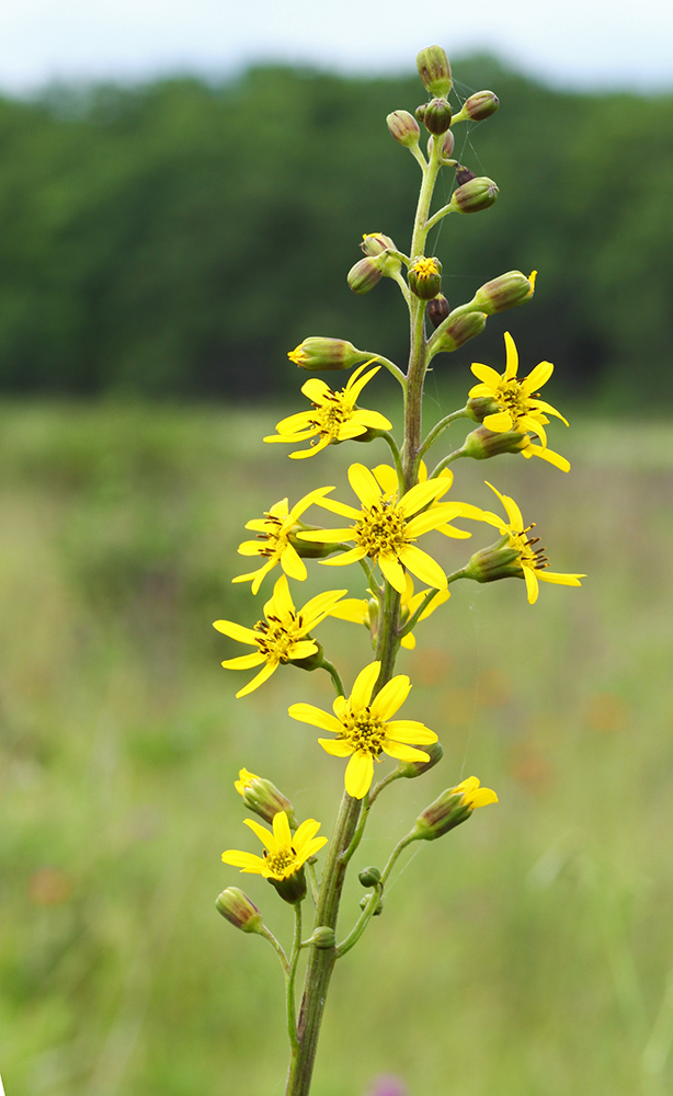 Image of Ligularia jaluensis specimen.