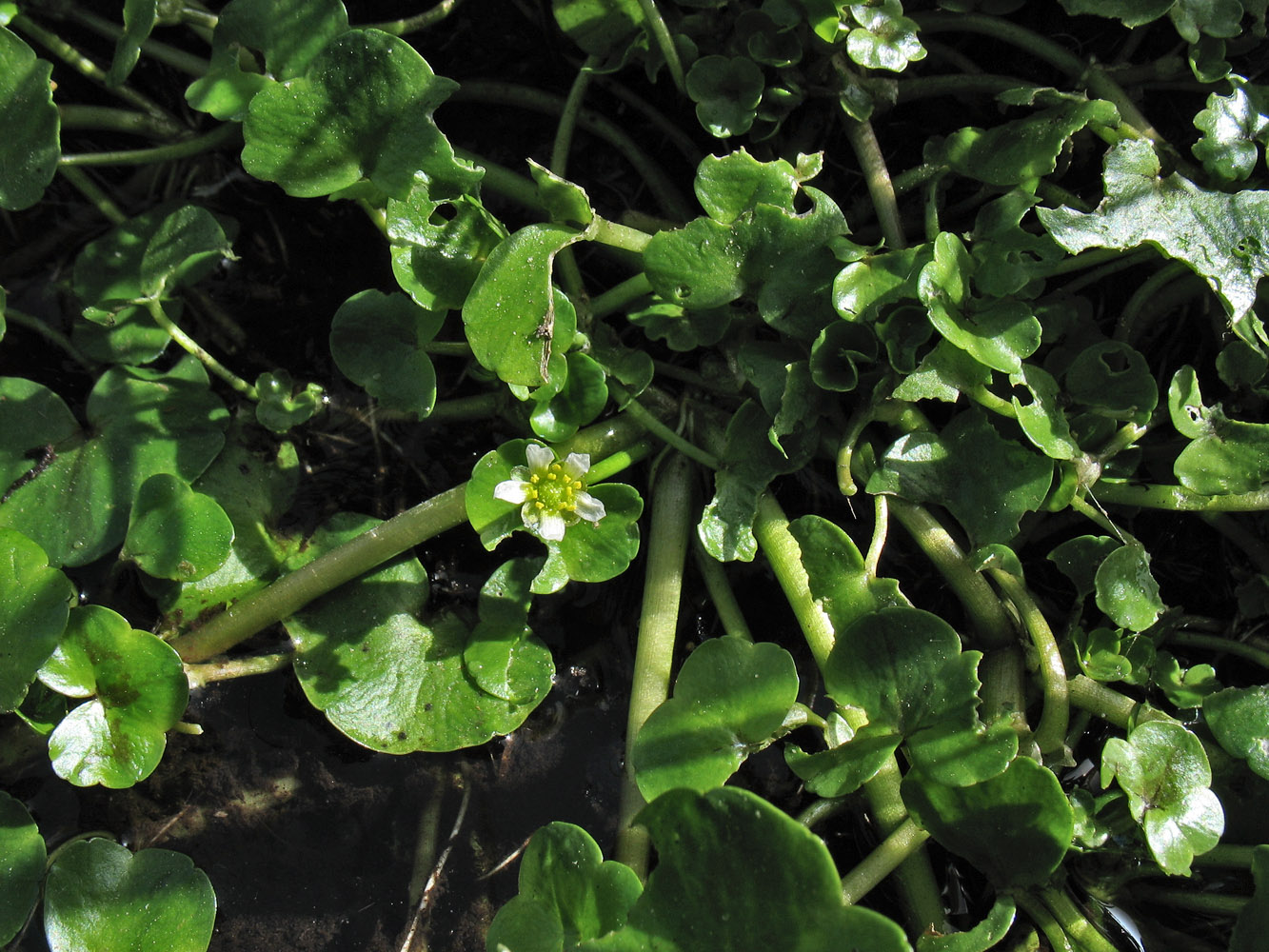 Изображение особи Ranunculus hederaceus.