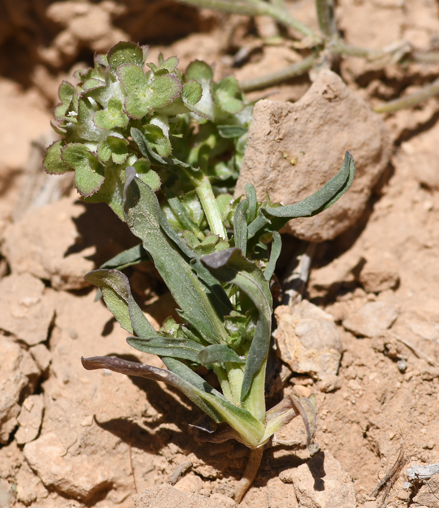 Image of Valerianella dufresnia specimen.