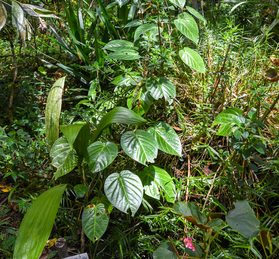 Image of Passiflora ligularis specimen.