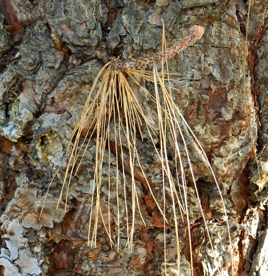 Изображение особи Pinus canariensis.