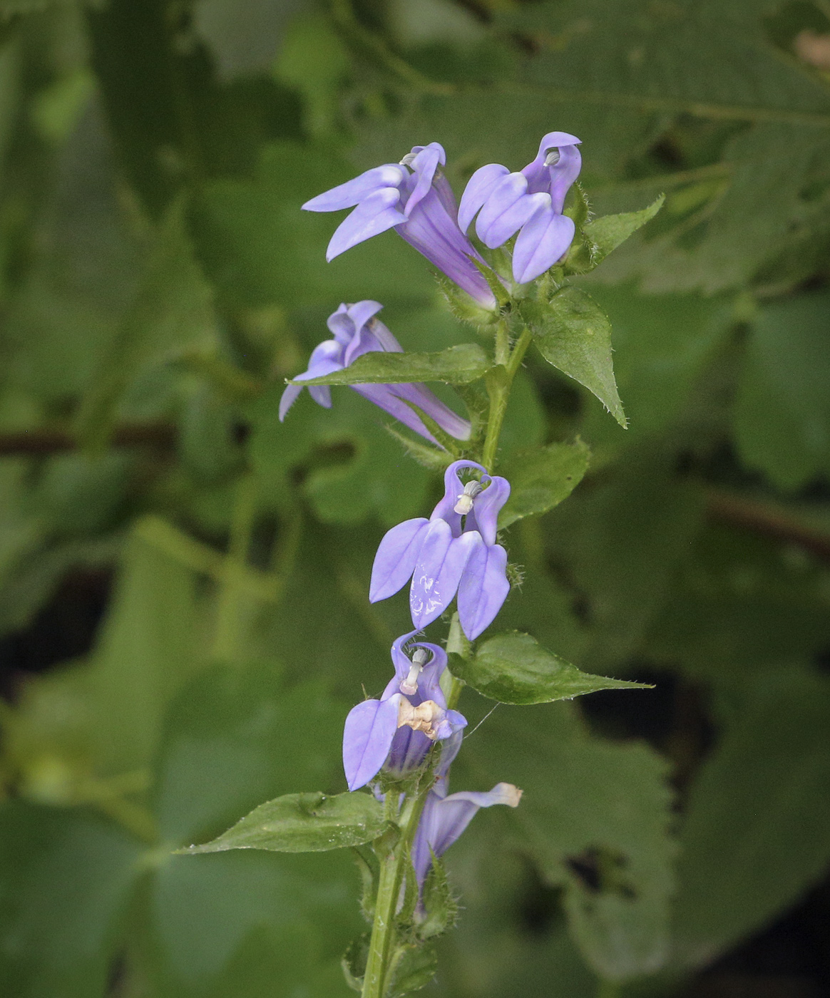 Изображение особи Lobelia siphilitica.