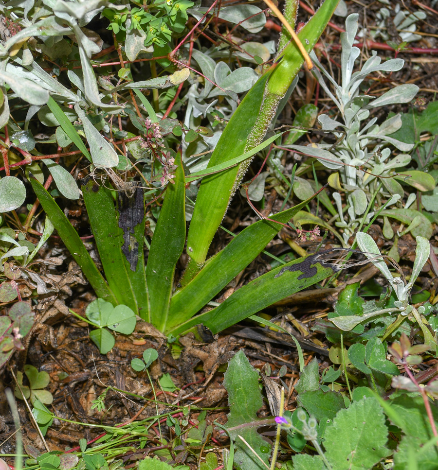 Image of genus Anigozanthos specimen.