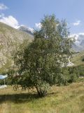 Betula pendula. Плодоносящее растение. Кабардино-Балкарская Республика, Черекский р-н, Кабардино-Балкарский высокогорный заповедник, территория альплагеря «Безенги», ≈ 2200 м н.у.м., среди растений субальпийского луга. 18.08.2021.