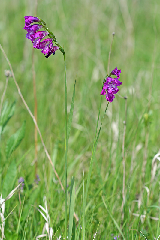 Image of Gladiolus tenuis specimen.