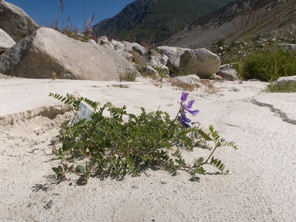 Image of Vicia sosnowskyi specimen.