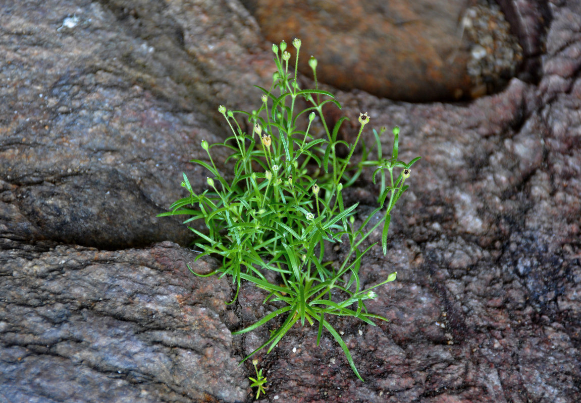 Image of Sagina maxima specimen.