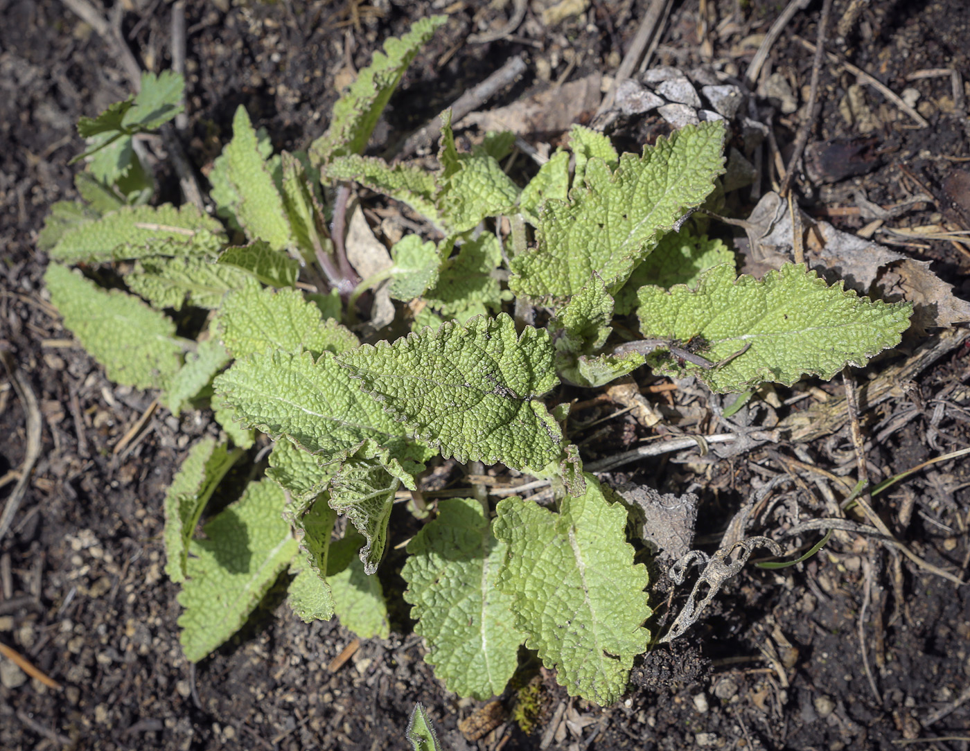 Image of Salvia stepposa specimen.