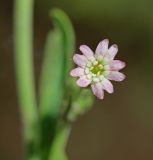 Silene aprica