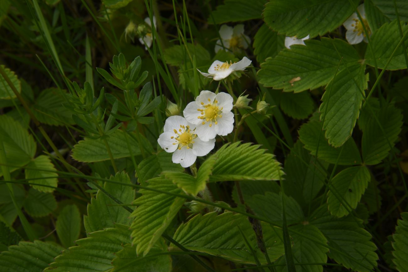 Изображение особи Fragaria moschata.