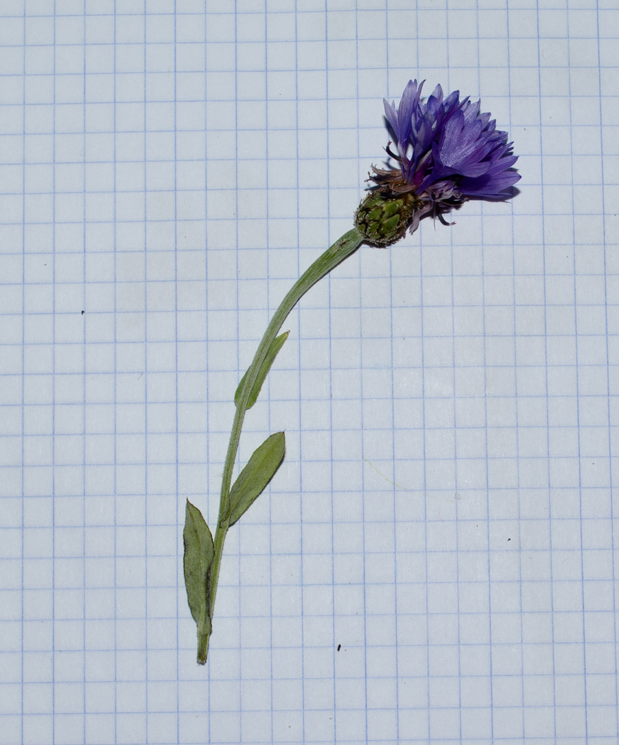 Image of Centaurea cyanoides specimen.