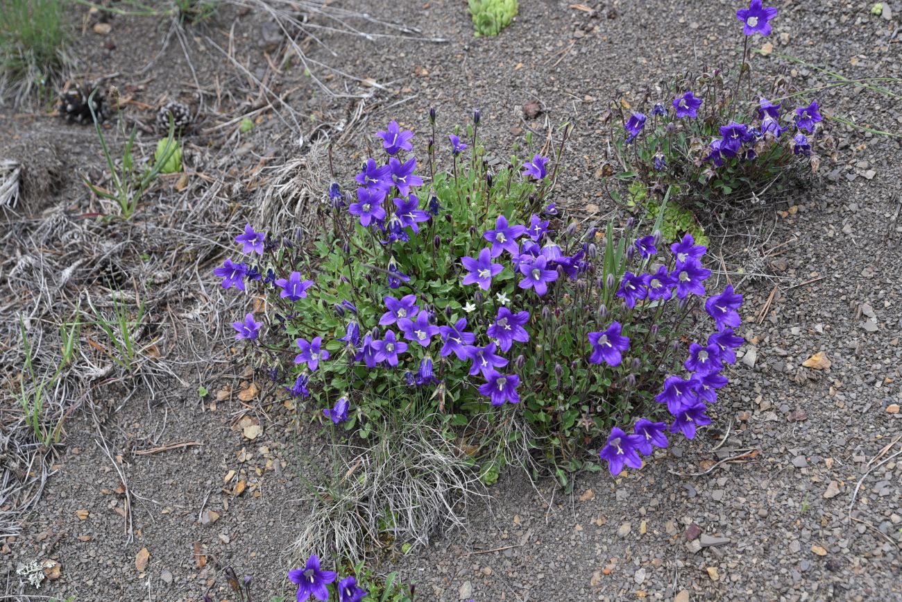 Image of genus Campanula specimen.