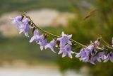 Campanula sarmatica. Верхушка соцветия. Чечня, Веденский р-н, берег оз. Кезенойам, ≈ 1800 м н.у.м., обрывистый участок лугового склона. 25.07.2022.