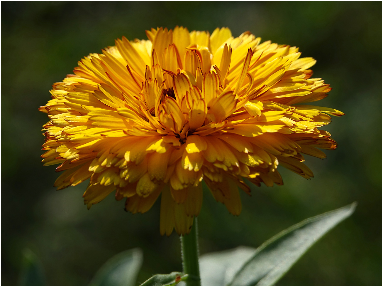 Image of Calendula officinalis specimen.