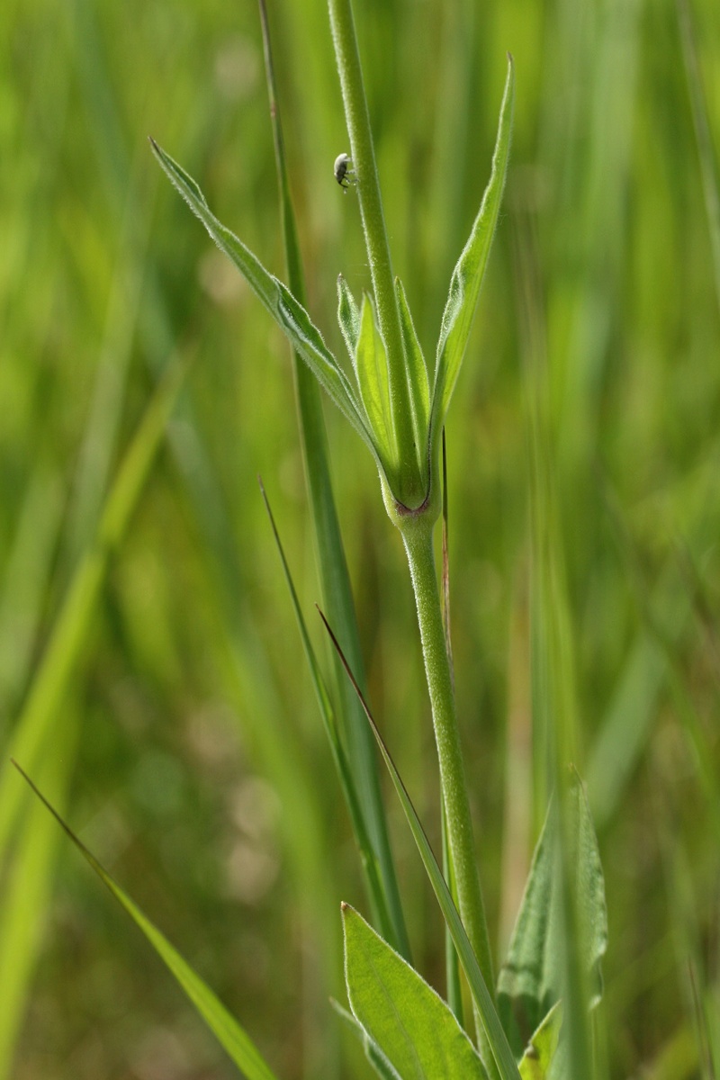 Image of Melandrium album specimen.