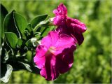 Petunia × atkinsiana