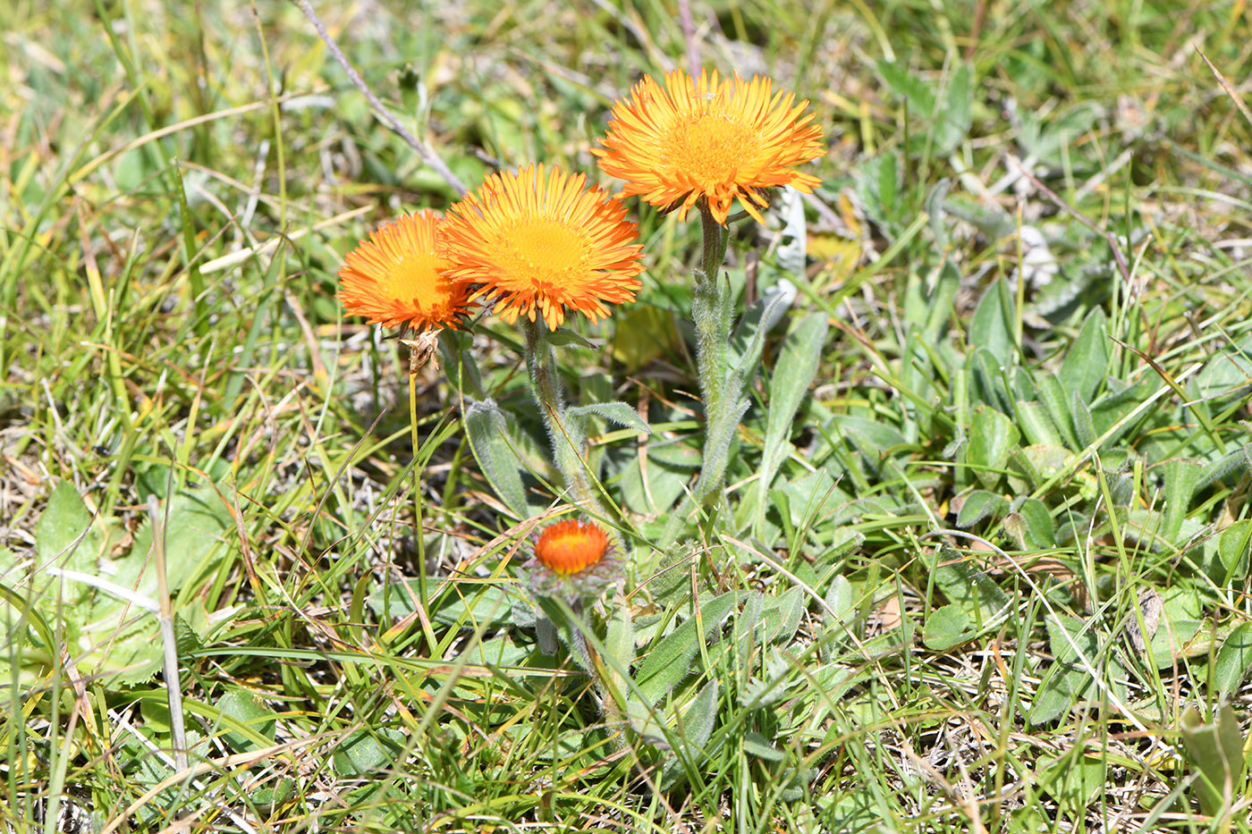 Image of Erigeron aurantiacus specimen.