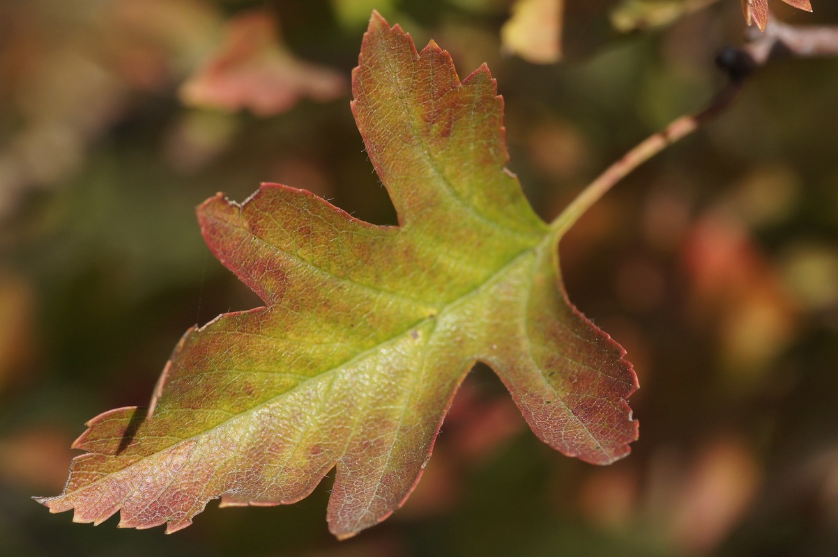 Изображение особи род Crataegus.