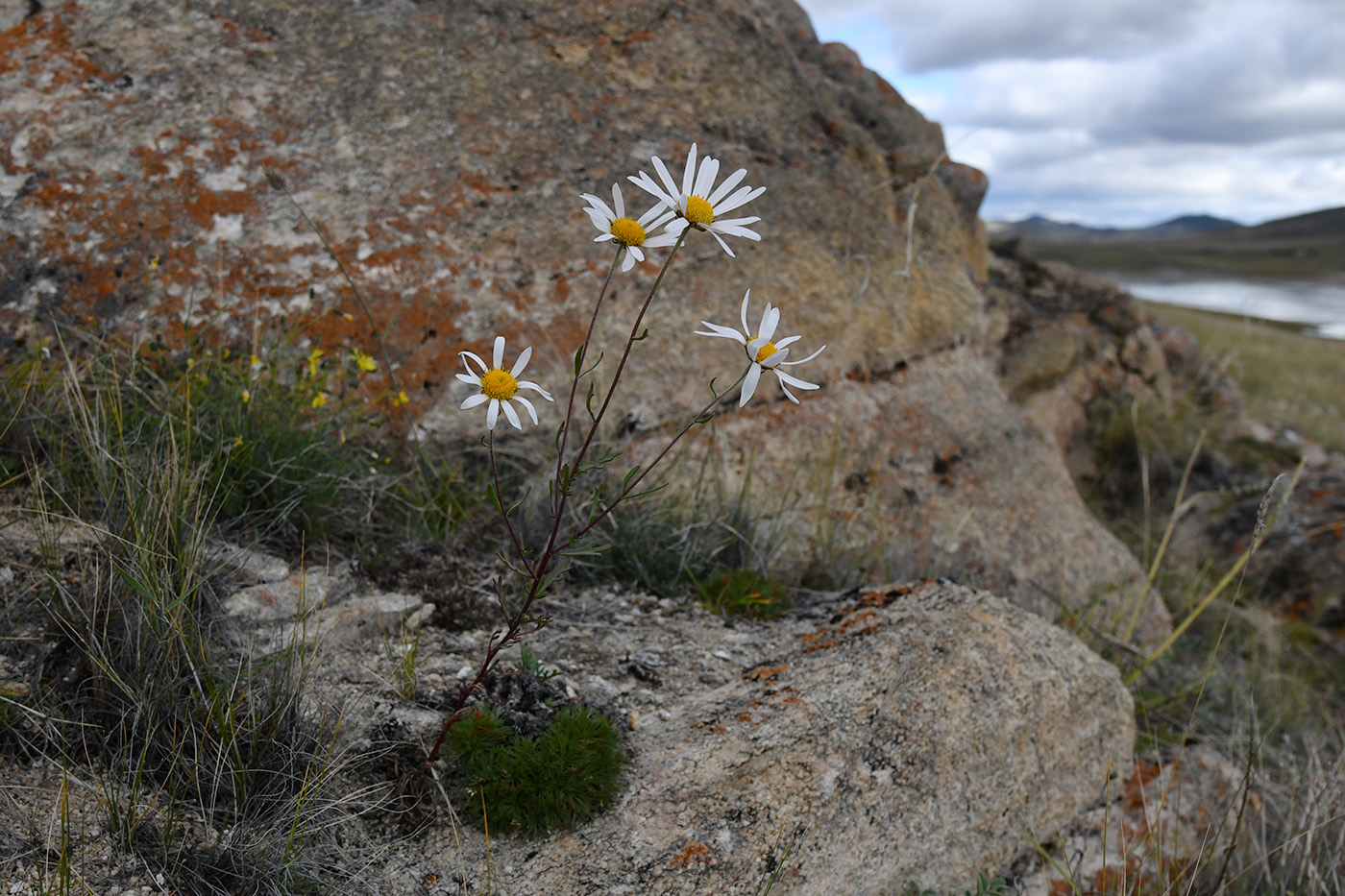 Image of genus Chrysanthemum specimen.