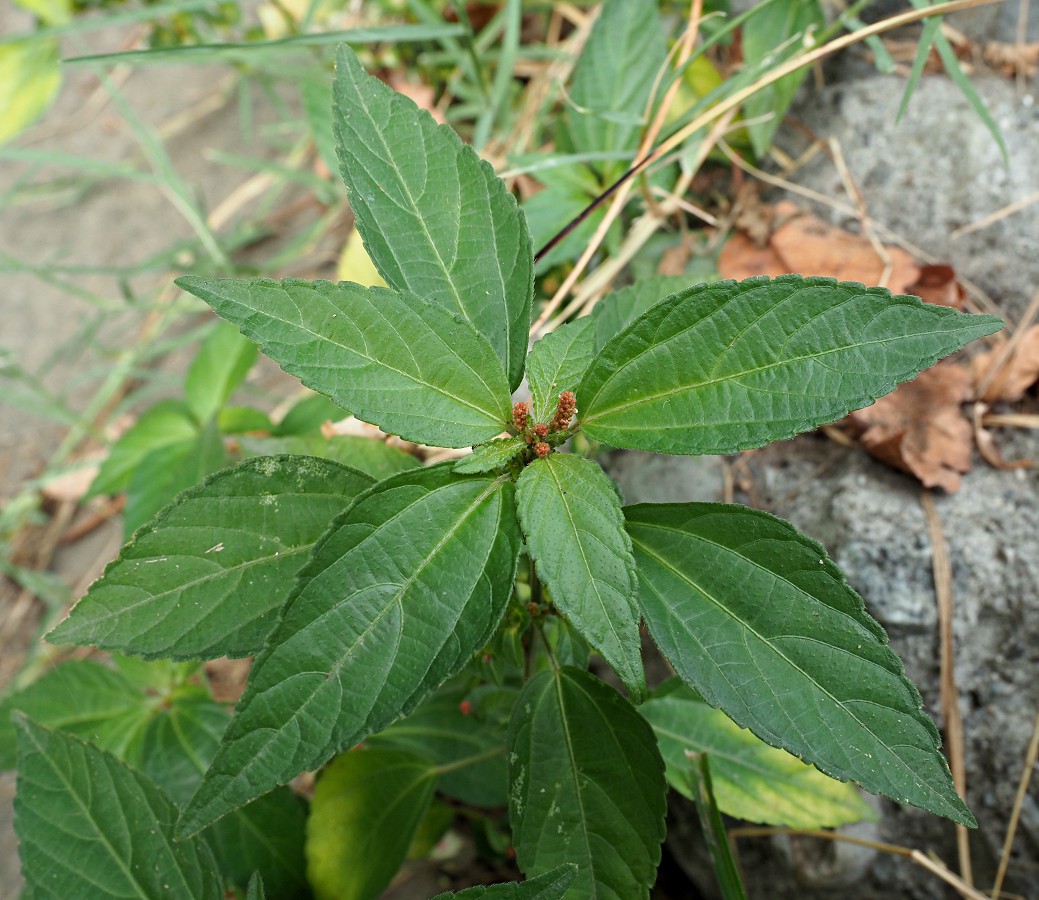 Изображение особи Acalypha australis.