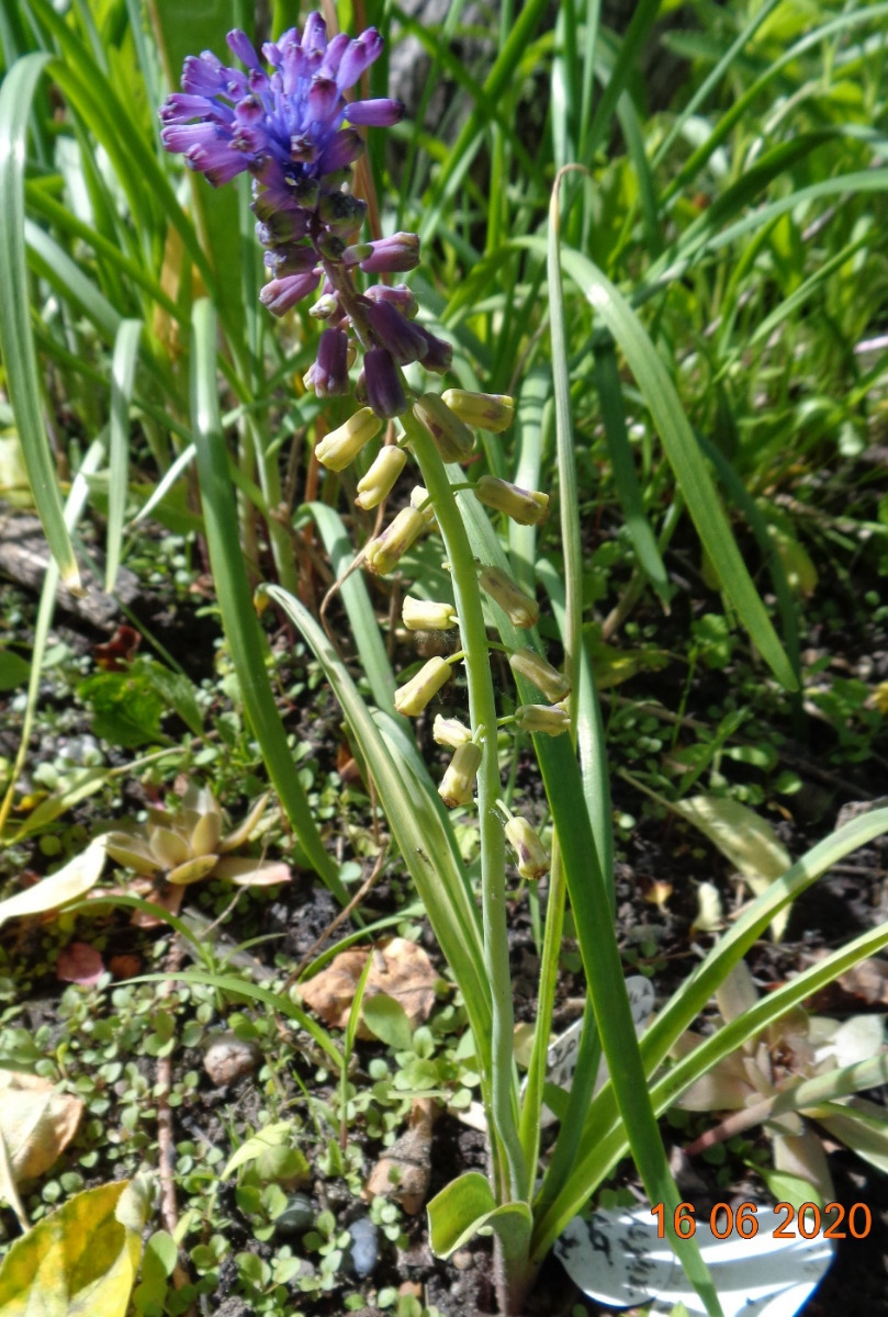 Image of Leopoldia tenuiflora specimen.