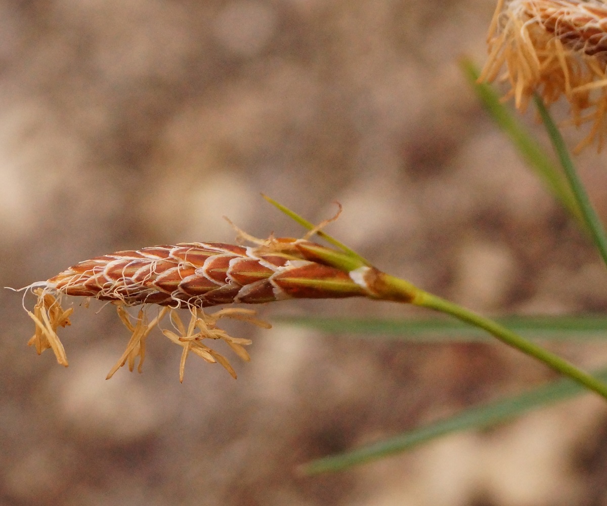 Изображение особи род Carex.