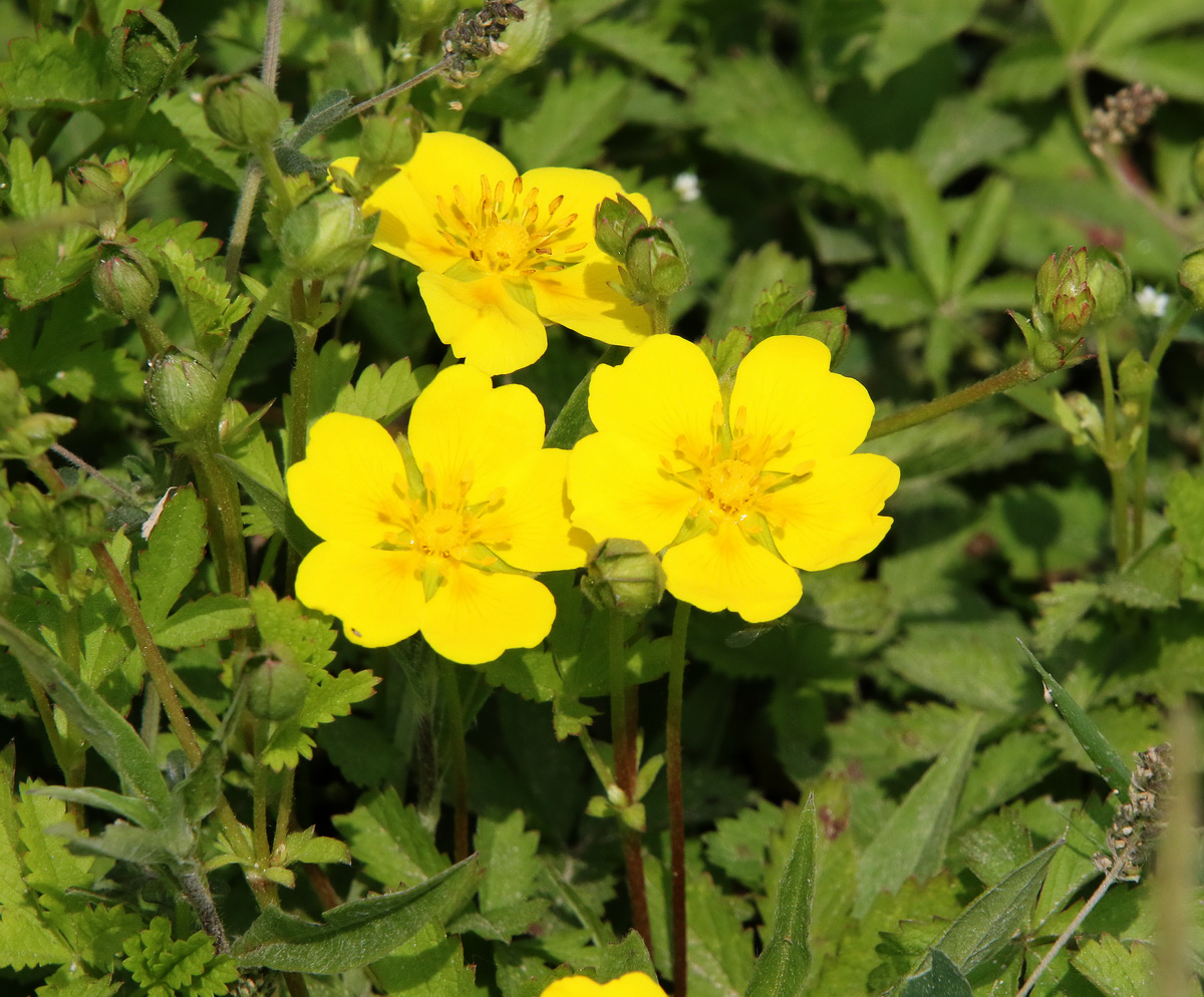 Изображение особи Potentilla reptans.