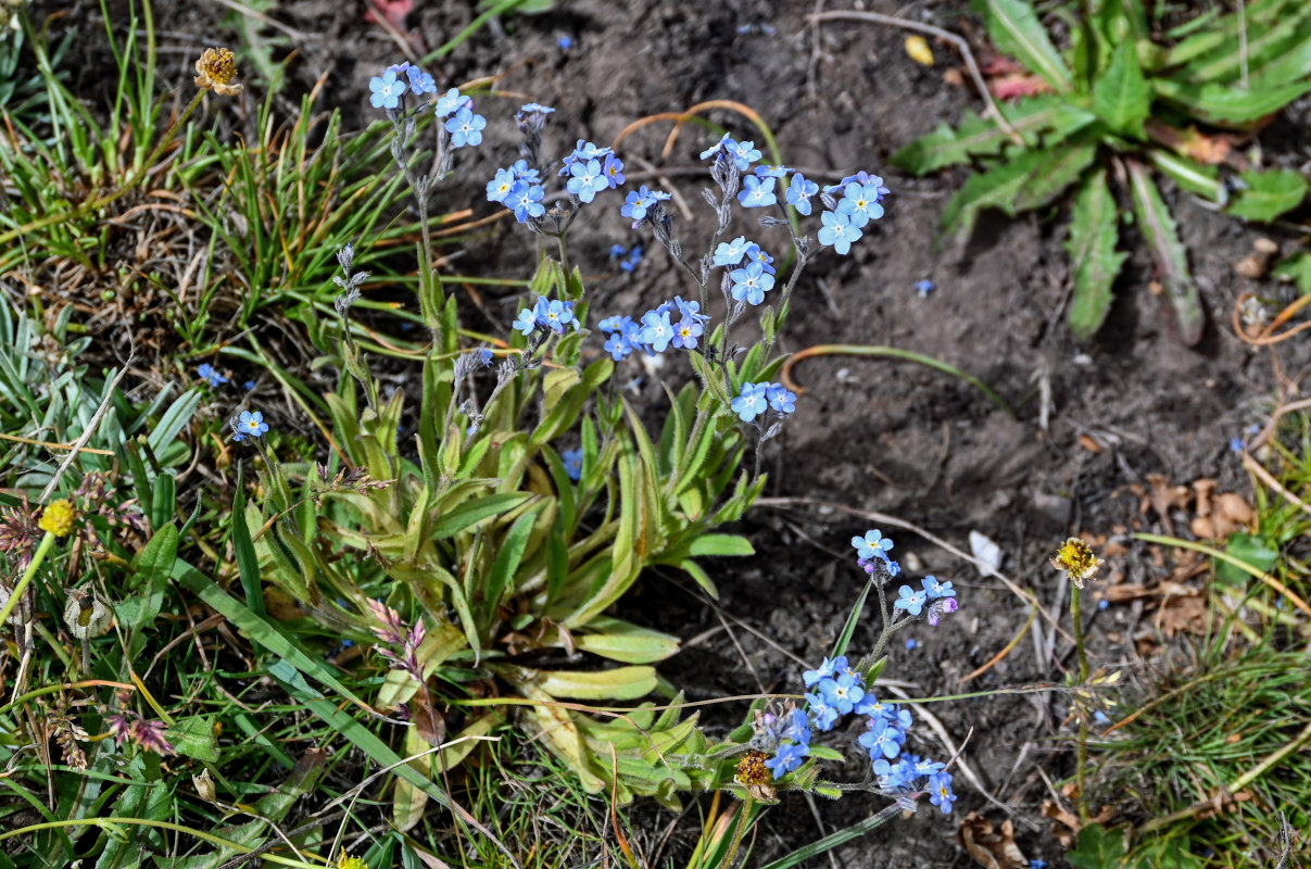 Изображение особи род Myosotis.