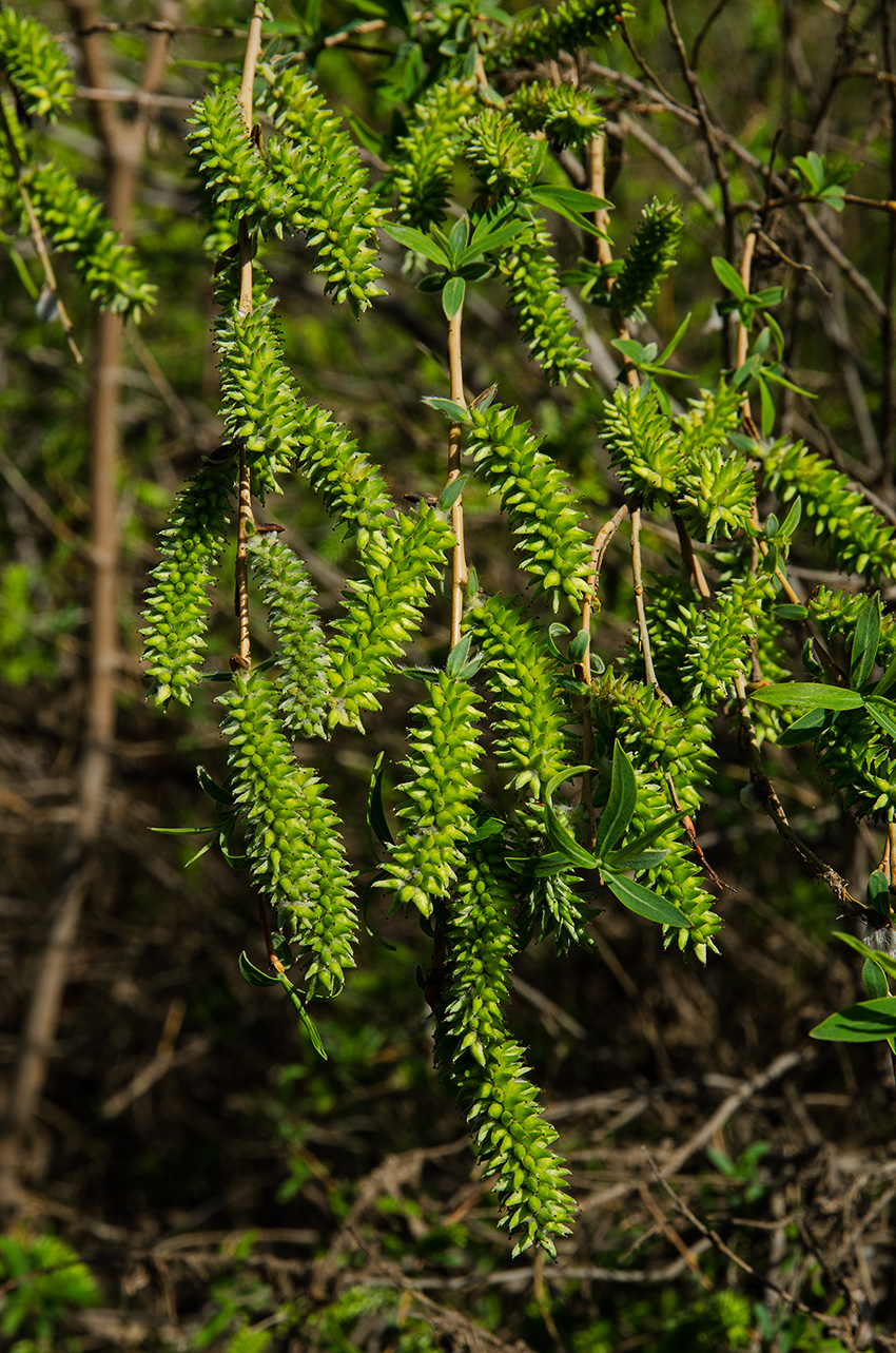 Image of genus Salix specimen.