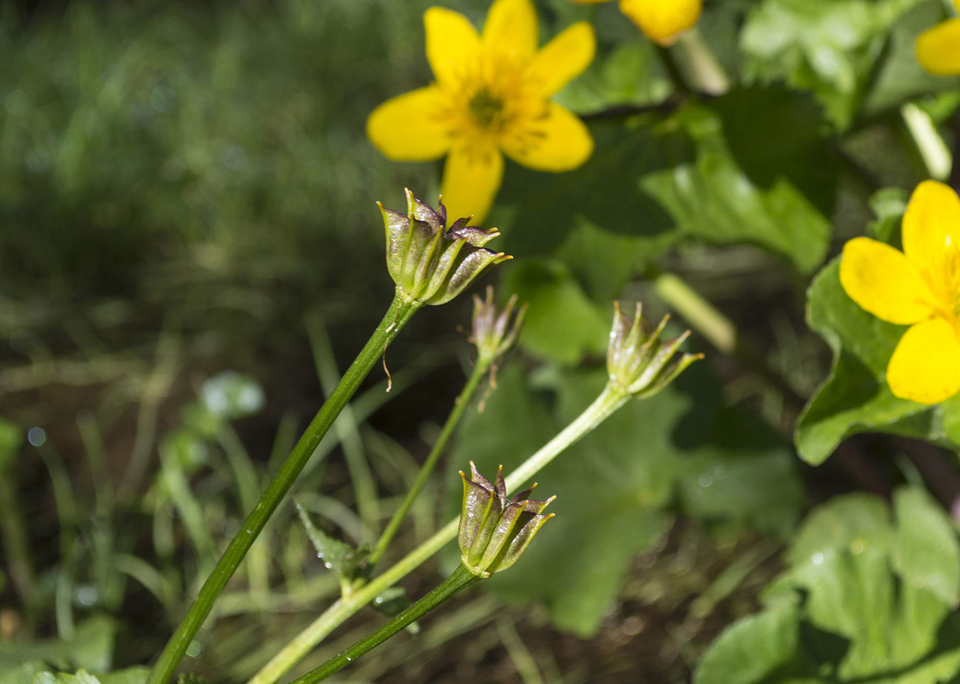 Изображение особи Caltha polypetala.