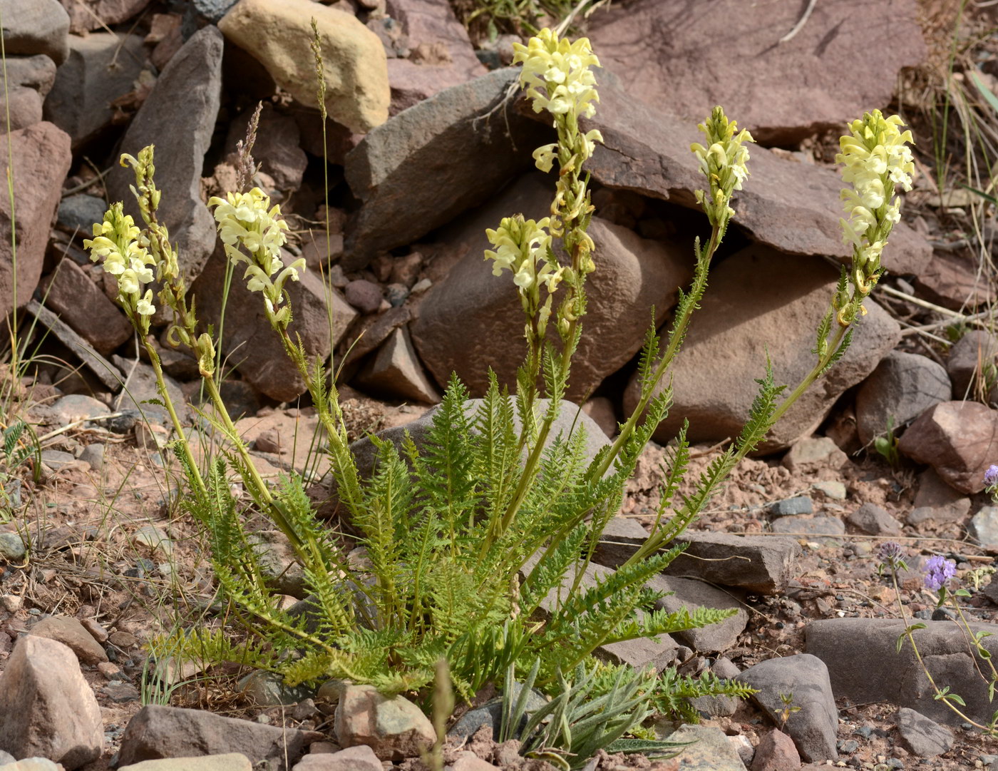 Изображение особи Pedicularis dolichorrhiza.