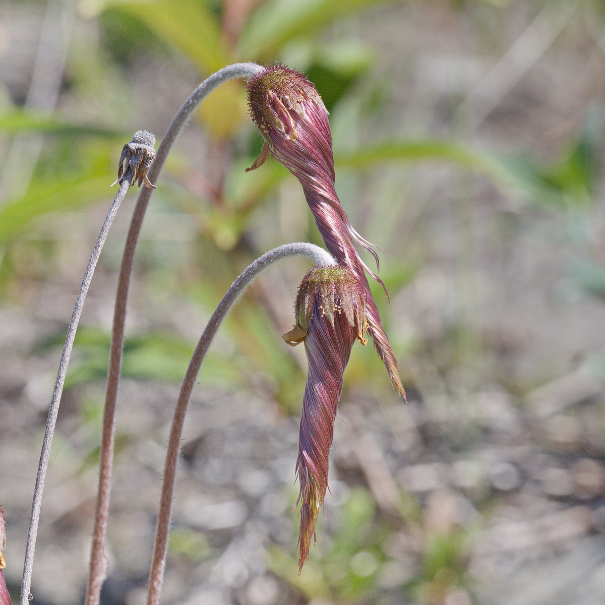 Image of genus Dryas specimen.