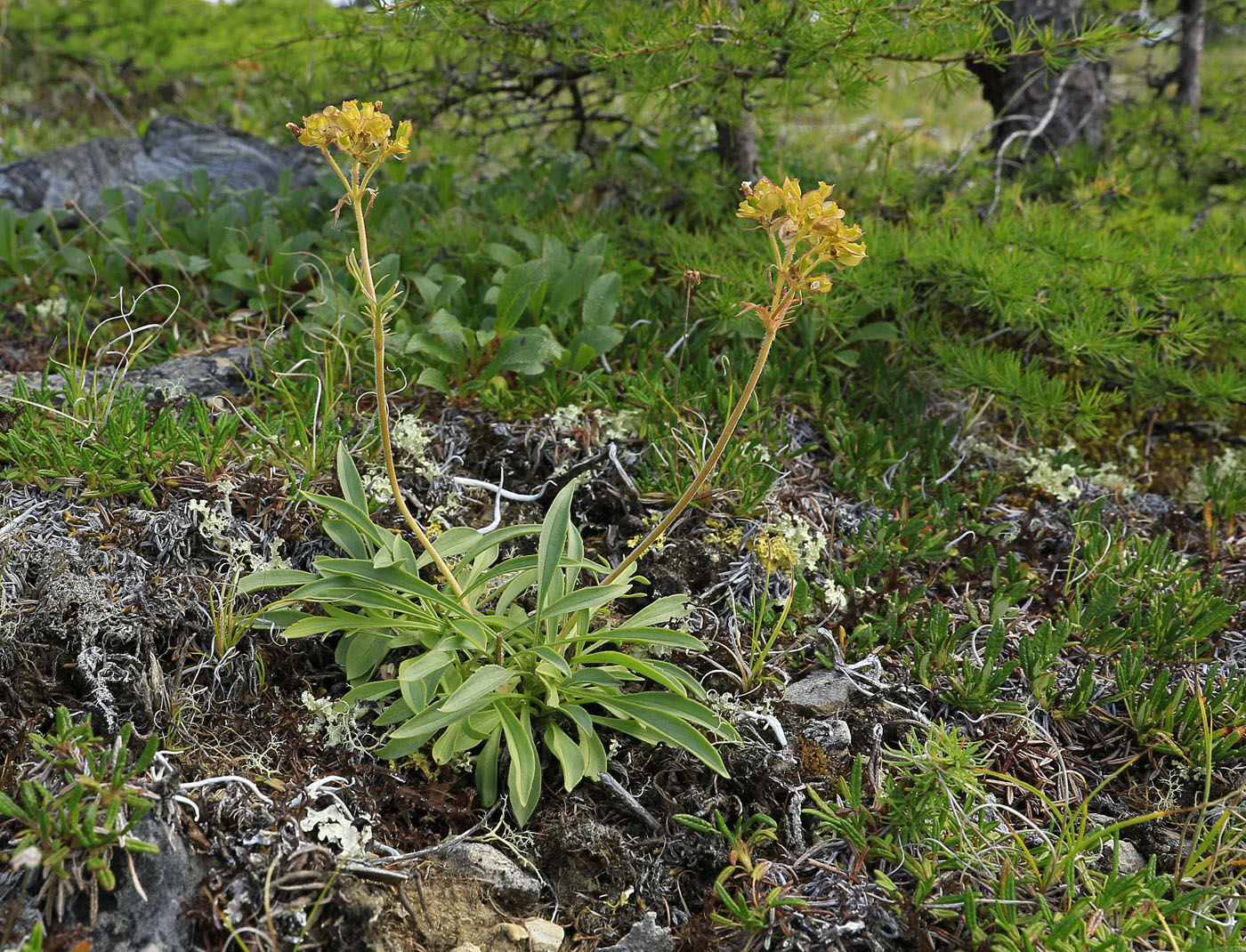 Image of Patrinia sibirica specimen.