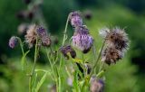 Cirsium kamtschaticum. Верхушки побегов с соцветиями и соплодиями. Сахалин, гор. округ Долинский, окр. с. Взморье, приморский луг. 12.08.2023.