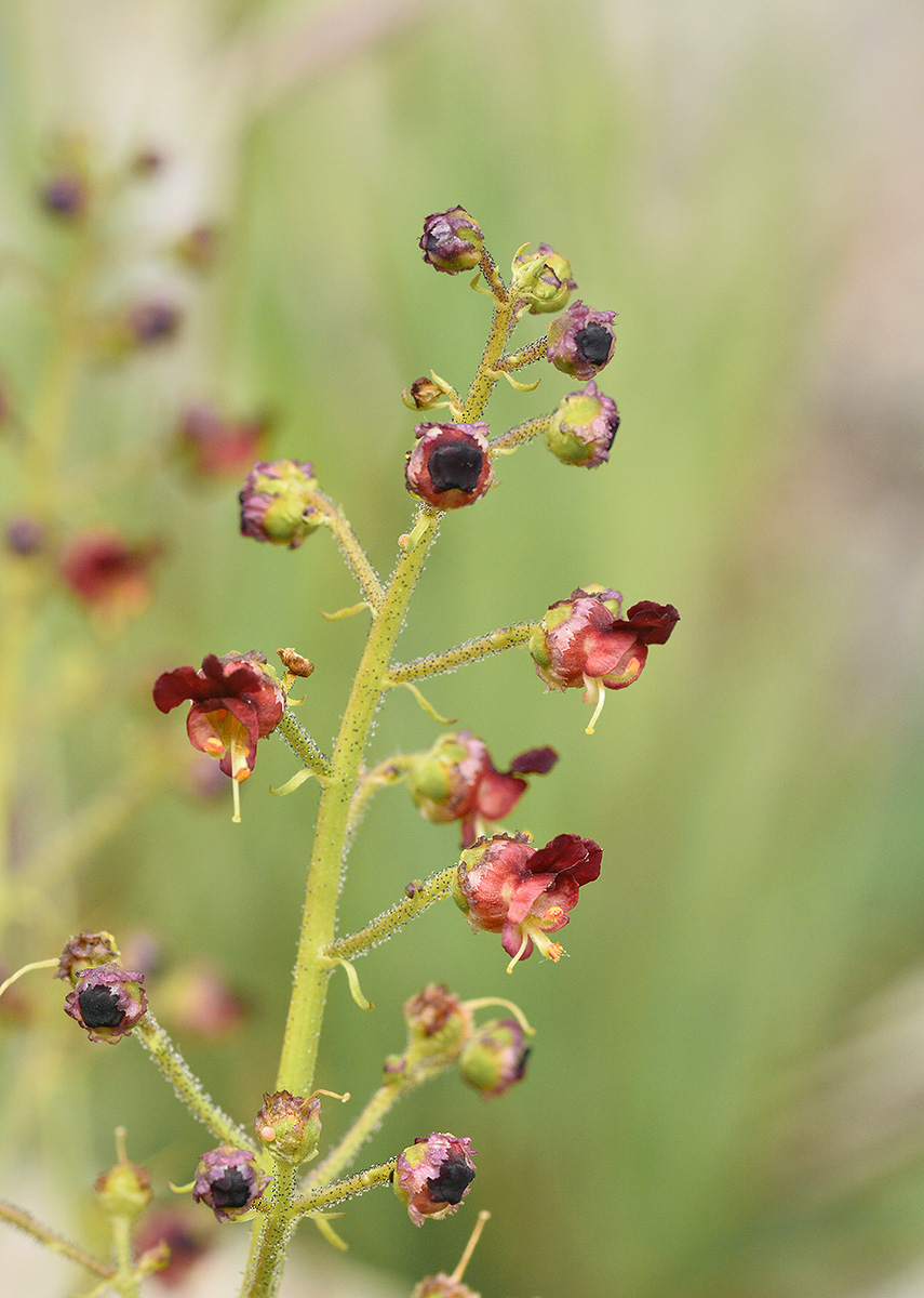 Image of Scrophularia olympica specimen.